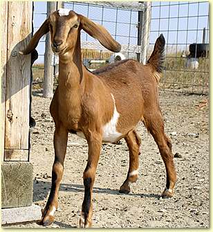 goat3a-796204.jpg